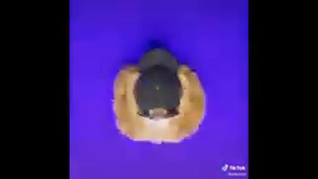 СОБАКА ИЗ ТИК-ТОКА ЧИКИ-ЧИКИ 10 ЧАСОВ / DOG FROM TICK CURRENT CHIKI CHIKI 10 HOURS смотреть онлайн