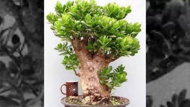 ДЕНЕЖНИК — ТОЛСТЯНКА   держат  Дома .  Но люди  даже  не  Догадываются  что  оно  несёт  людям.