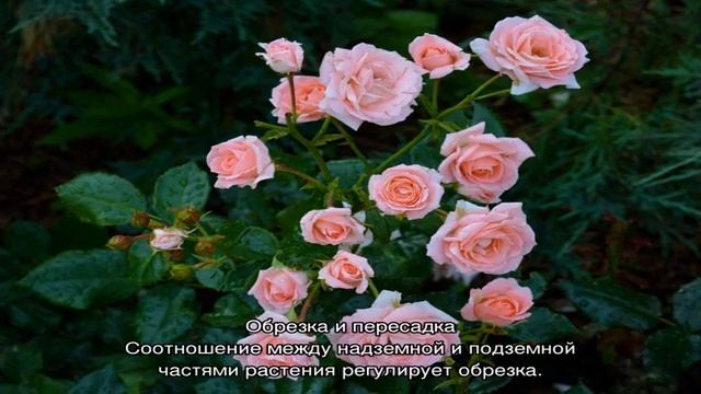 Роза Лидия Лавли (Lydia Lovely) — что это за цветок семейства флорибунда смотреть онлайн