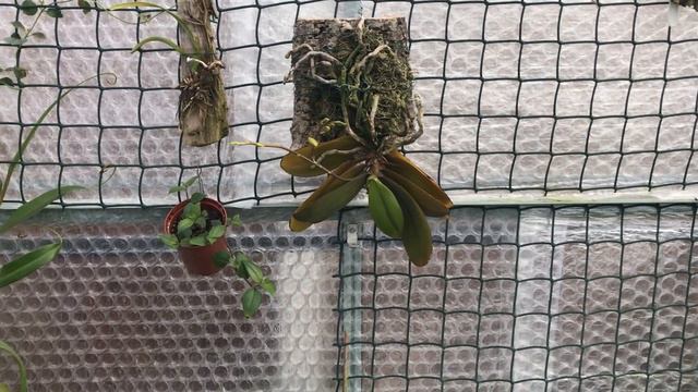 TROPICAL GREENHOUSE TOUR FOR AUTUMN! смотреть онлайн