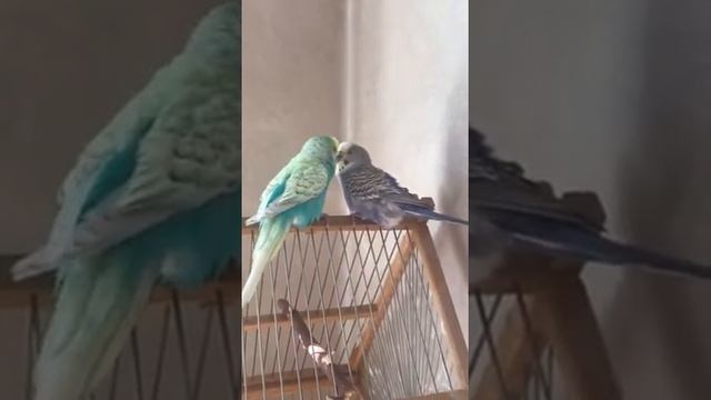 Ухаживание самца за самкой. Волнистые попугаи. смотреть онлайн