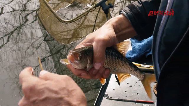 Секреты успеха. Плотва на мах на малых глубинах смотреть онлайн