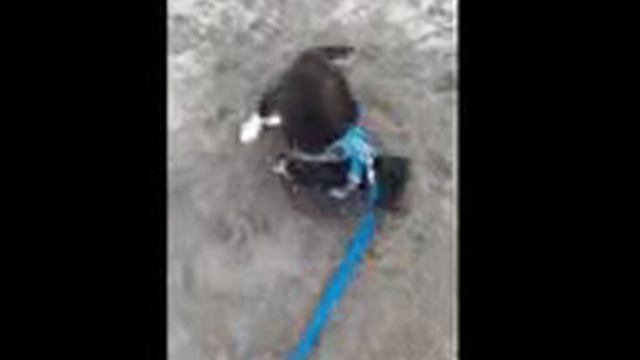 Щенок угарно роет яму смотреть онлайн