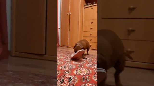 Головоломка для таксы😄 смотреть онлайн