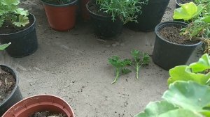 Пеларгония / герань к 8 марта - массовое черенкование.