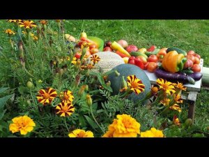 Томат "Эрос"