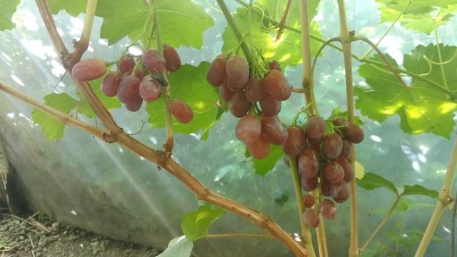 Виноград 12-27 Поле Чудес смотреть онлайн