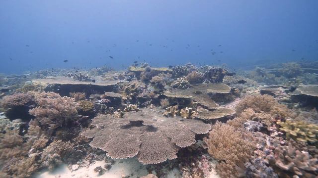 Diving in Banda Sea - Ring of Fire - KM Raja Manta - Panasonic GH5 - October 2018 смотреть онлайн