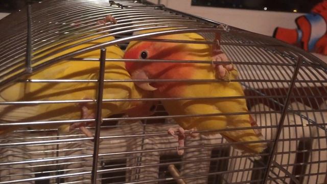 Как спят птички "неразлучники" смотреть онлайн