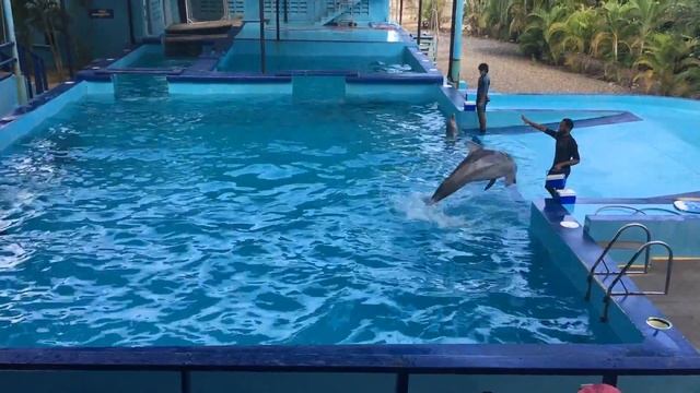 Punta Cana Dolphin Show in Manati Park смотреть онлайн