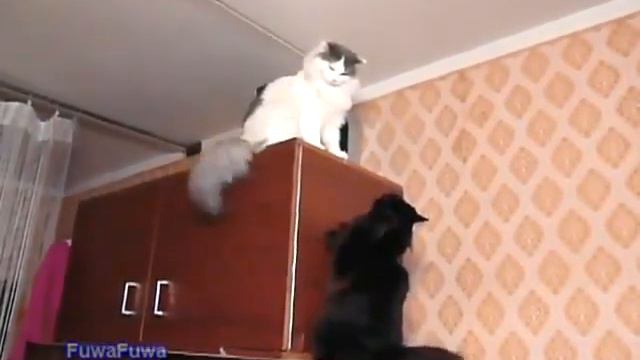 Коты разбираются за шкаф смотреть онлайн