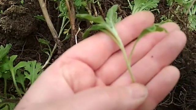 хризантемы из черенка смотреть онлайн