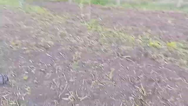 Вам нужно посмотреть это видео, как мы боремся с сорняками!! смотреть онлайн