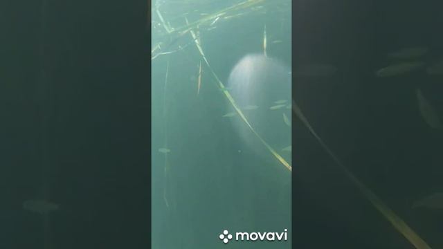 Голубые озёра 2020. 19 часть💦💦💦💦💦 смотреть онлайн