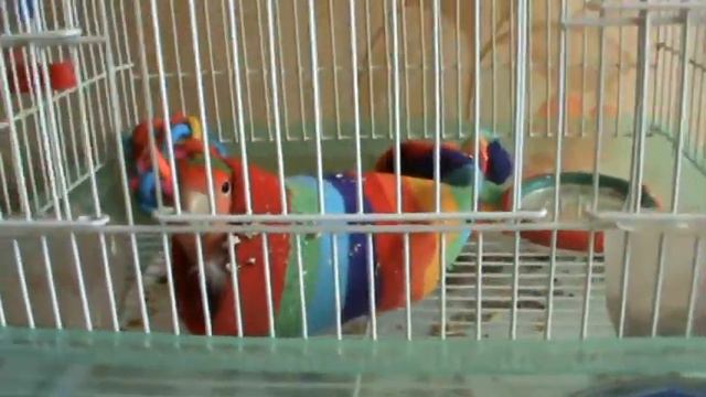 попугай живет в носке смотреть онлайн