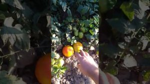 Супер томат Айсан F1.