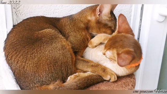 🥰 Gegenseitige Mutter - Tochter Liebe 💞 Взаимная любовь мамы и доченьки 🥰 смотреть онлайн