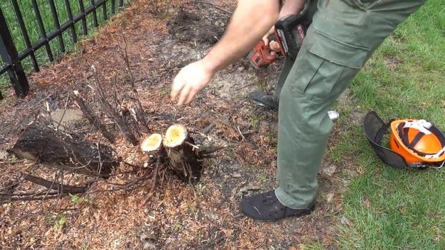 100% Absolutely The EASIEST WAY To Remove Bushes & Shrubs | With What Tool? You'll Never Guess !
