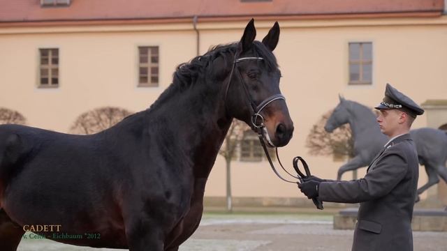 Hengstpräsentation Schweres Warmblut, Kaltblut, Haflinger Und Edelbluthaflinger 2023
