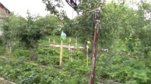 Биоакустический отпугиватель птиц Сокол в работе.