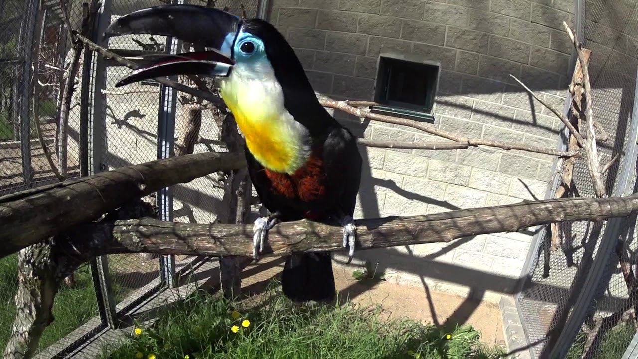 Черноклювый Тукан в Зоопарке Гродно 2018 смотреть онлайн