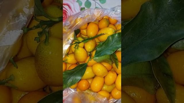 Кумкват неизвестный многим плод .24 января 2022 г. смотреть онлайн