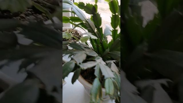 разцветает декабрист 31.10.2022