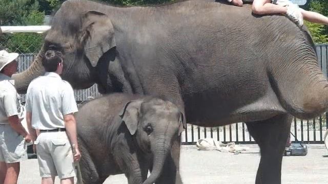 African Lion Safari Adventure! смотреть онлайн