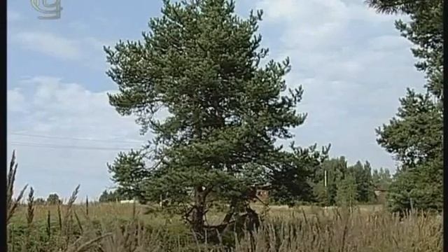 Отдел голосеменные. Разнообразие голосеменных. Класс хвойные. смотреть онлайн