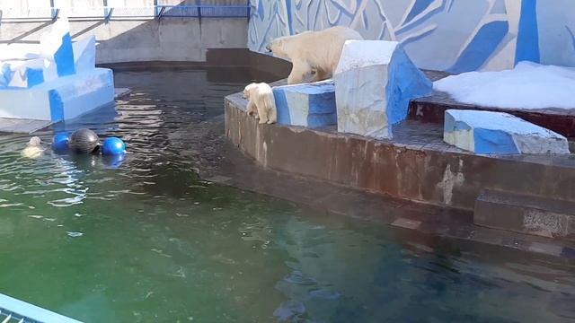 Белая медвежка играет с шарами. А сестрёнка на берегу ? #animals #белыемедведи #новосибирск смотреть онлайн