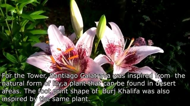 Dubai Creek Tower Mega Poject UAE Constructing The World Tallest Skyscraper1300M Dubai 2021 смотреть онлайн