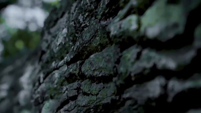 Rammstein   Ohne Dich на русском от Светланы Амельченко