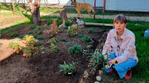 ВЫСАДКА ГАЦАНИИ В ОТКРЫТЫЙ ГРУНТ!