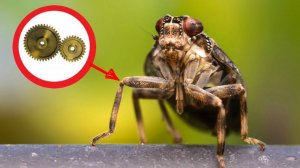 5 УДИВИТЕЛЬНЫХ ИЗОБРЕТЕНИЙ СКОПИРОВАННЫХ У ЖИВОТНЫХ ПРИРОДЫ