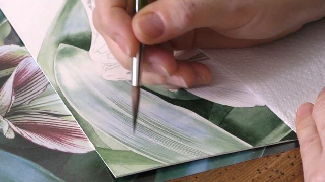 Butterfly Amaryllis (Hippeastrum Papilio) Part 1 - Preview With Billy Showell ⎮Watercolour Beautifu