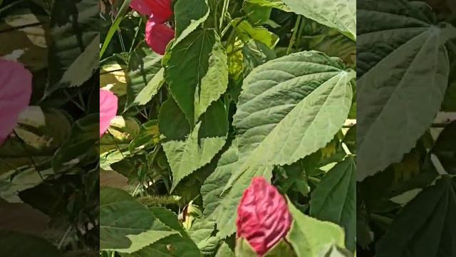 Неприхотливый многолетник Гибискус травянистый! смотреть онлайн