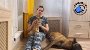 Как подружить кота и пса, кот и собака в одном доме, квартире, приучение￼