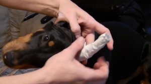 Постановка ушей Доберману