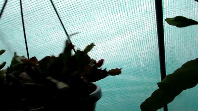 My Christmas & Thanksgiving Cacti in the Polytunnel UPDATE - Schlumbergera смотреть онлайн