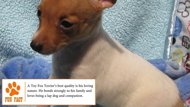 Dogs 101 - TOY FOX TERRIER - Top Dog Facts About the TOY FOX TERRIER смотреть онлайн
