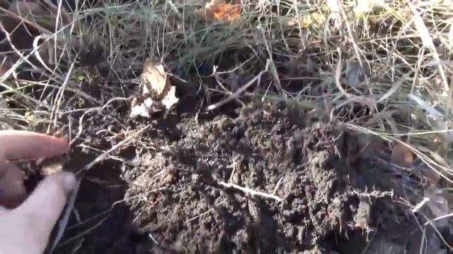 Такого ещё мы не копали, а уж хочется - в поиске золота. смотреть онлайн