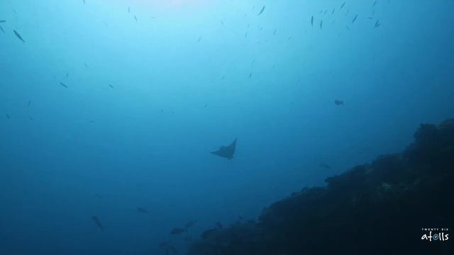 Kandooma Thila Maldives on 12 April 2017 - BEST DIVE?! смотреть онлайн