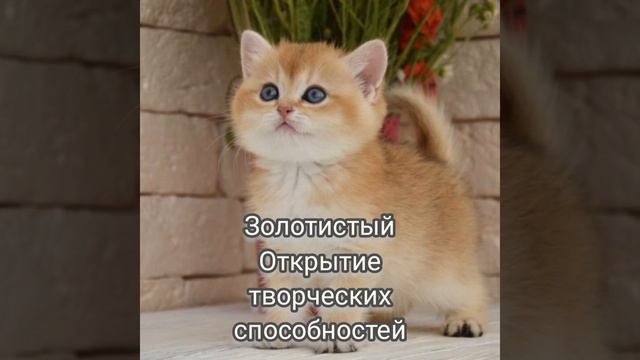 Что дарит окрас кошки ее хозяину смотреть онлайн