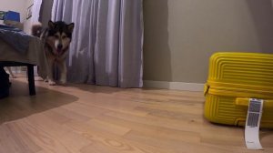 ПРЯТКИ С СОБАКОЙ в Большом Доме / играем с хаски