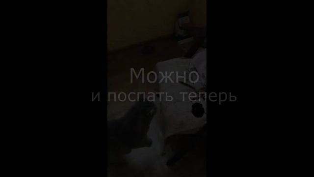 История одного котенка смотреть онлайн