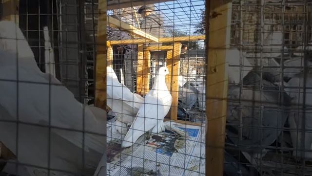 Голуби домашние, разведение голубей, Алматинский рынок 24.10.2021г смотреть онлайн