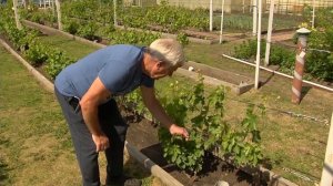 Как ухаживать за виноградом летом