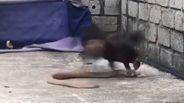курица против кобры