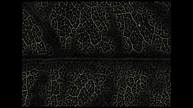 "Leaves", for trombone, electroacoustic sounds and video art смотреть онлайн