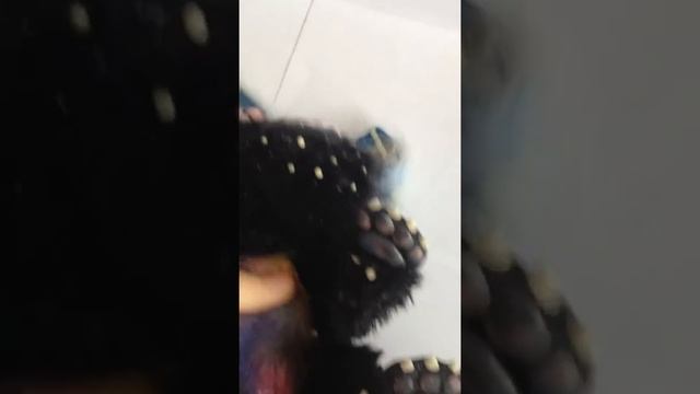 Космо кошачий зверёк от Gakman смотреть онлайн